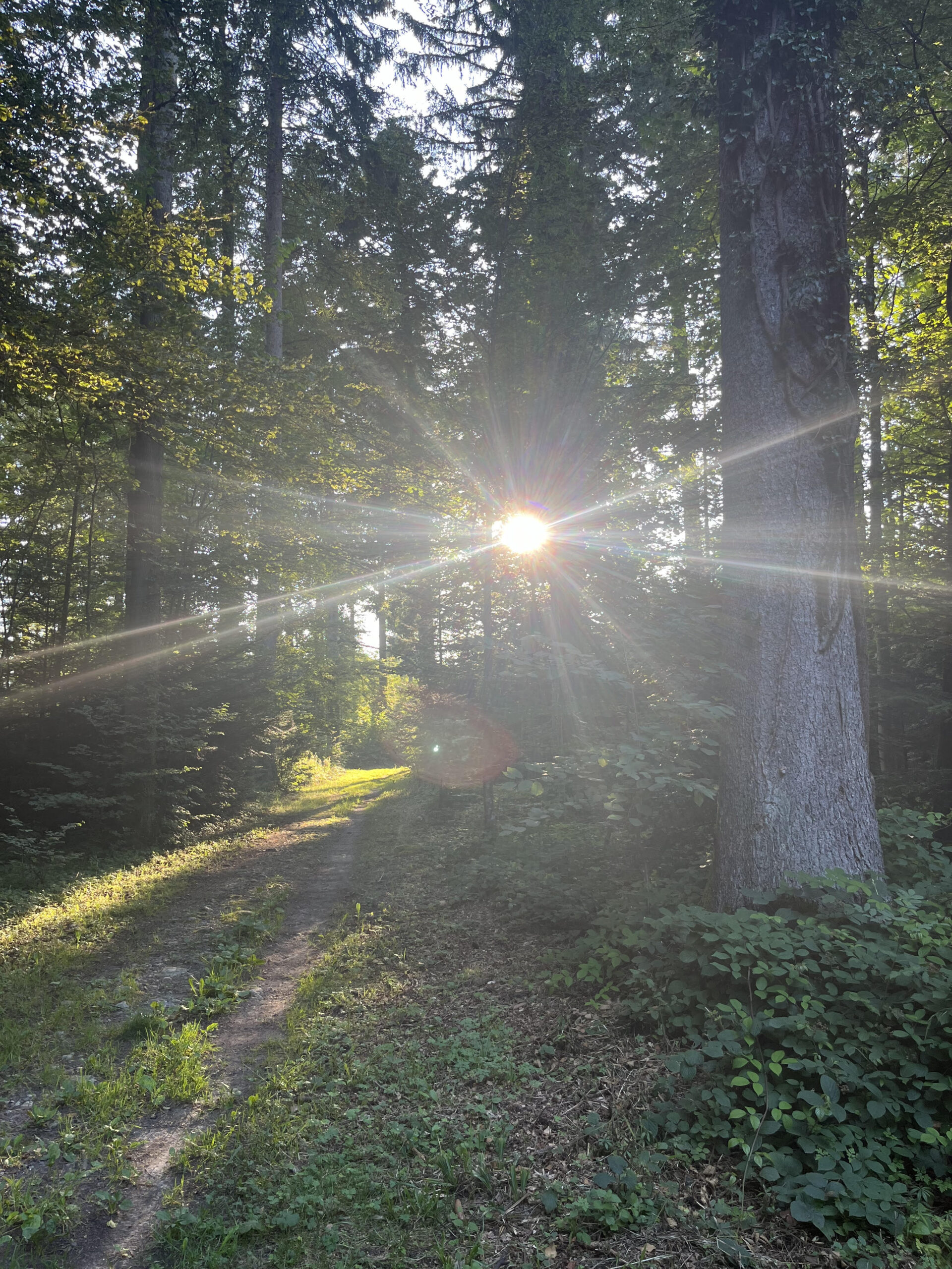 Stille Kraft trifft auf tiefe Empfindsamkeit – Introversion und Hochsensibilität!